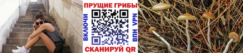 Галлюциногенные грибы MAGIC MUSHROOMS  omg ссылка  Володарск  где можно купить  